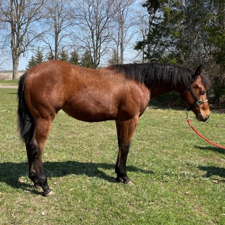 Reining Horses for Sale Ontario - Performance Horse Sales - Show Horses ...