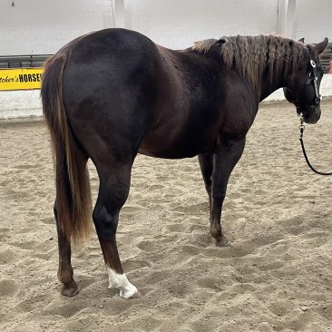 Reining Horses for Sale Ontario - Performance Horse Sales - Show Horses ...